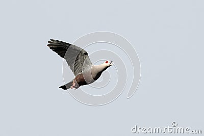 Pinon's imperial pigeon or Pinon imperial pigeon or Ducula pinon observed in Waigeo in West Papua, Indonesia Stock Photo