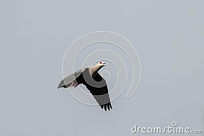 Pinon's imperial pigeon or Pinon imperial pigeon or Ducula pinon observed in Waigeo in West Papua, Indonesia Stock Photo