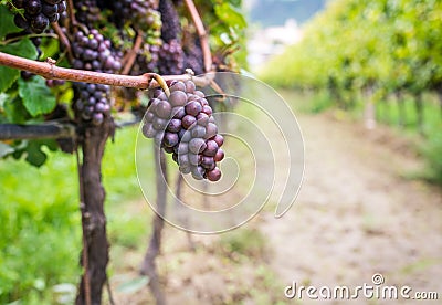 Pinot Grigio grape variety. Pinot Grigio is a white wine grape variety that is made from grapes with grayish, white red, and or pu Stock Photo