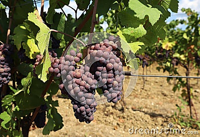 Pinot gris grape, brown pinkish variety, hanging on vine Stock Photo