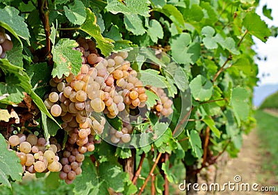 Pinot gris grapes, pinkish yellow variety, hanging on vine Stock Photo