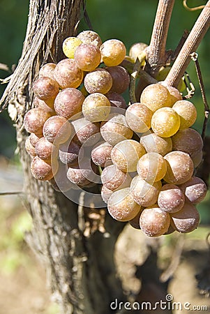 Pinot Gris/Grigio Grapes Stock Photo