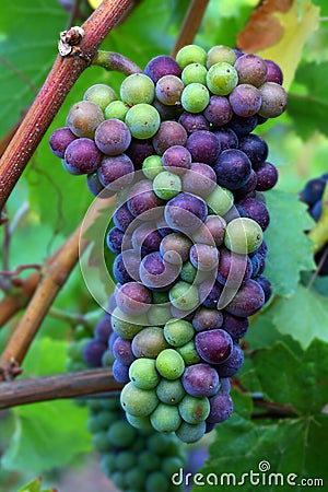 Pinot Noir Grapes Stock Photo