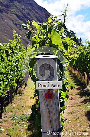 Pinot Noir sign on grape vine Stock Photo