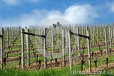 Pinot Noir Vineyards, Oregon Stock Photo