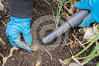 Pinpointer metal detector in digger archaeologist hand and ancient coin. Stock Photo