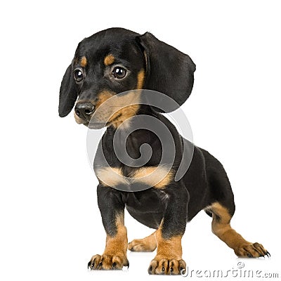 Pinscher Stock Photo