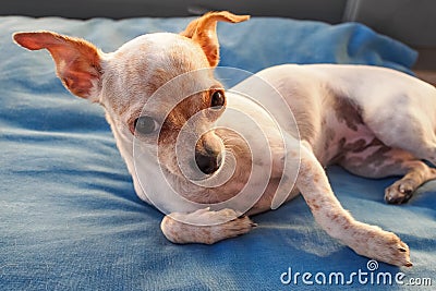 Chihuahua on pillow Stock Photo