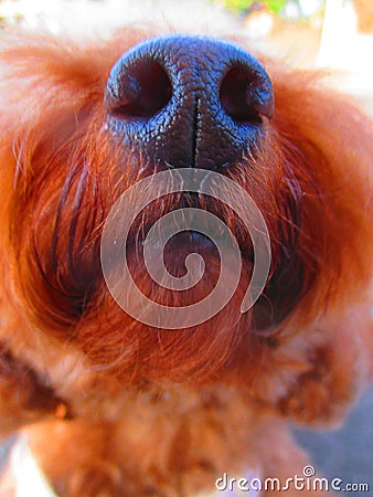 Pint-sized Pup, Adorable Tiny Nose of a Dog Stock Photo