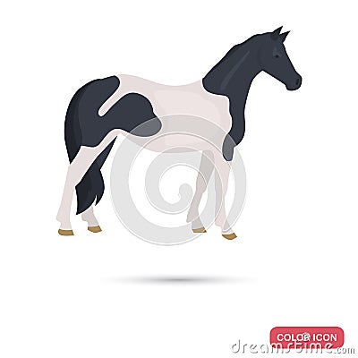 Pinto horse color flat icon Vector Illustration