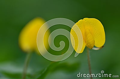 Pinto peanut Stock Photo