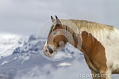 Pinto ranch horse, Wyoming mountains Stock Photo