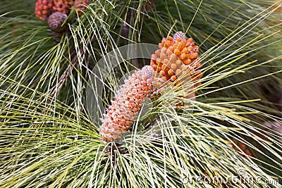 Pinus canariensis branches Stock Photo