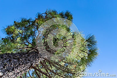 Looking up at a Canary Island Pine tree Pinus canariensis on La Palma Island, Canaries, Spain Stock Photo