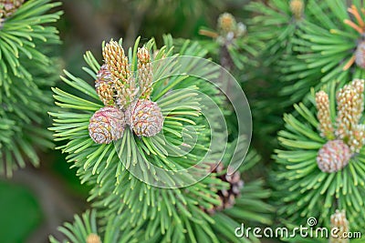Pinus mugo, pine young cones and shoots on tree branches Stock Photo