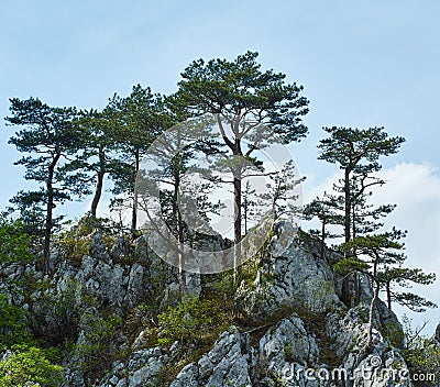 Pinus nigra on mountains peak Stock Photo