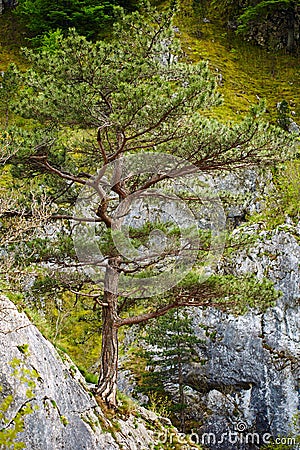 Pinus nigra on mountains peak Stock Photo