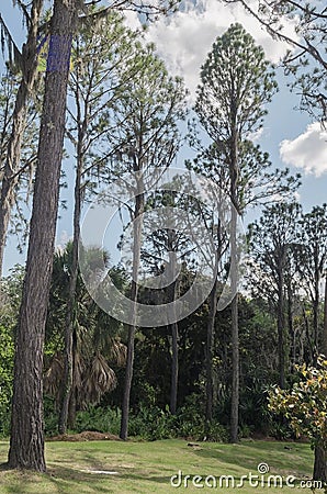 Pinus occidentalis, or Hispaniolan pine, is a pine endemic to the island of Hispaniola, Stock Photo