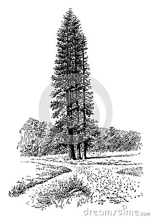 Pinus Ponderosa vintage illustration Vector Illustration