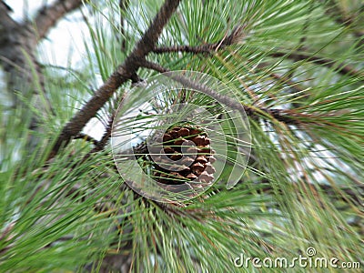 Pinus Radiata Stock Photo