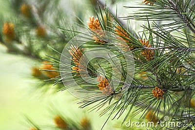 Pinus radiata blooming in forest springtime Stock Photo