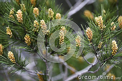 Pinus radiata blooming in forest springtime Stock Photo