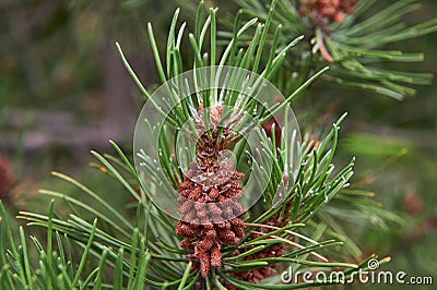 Pinus Serotina Pine tree .Pond pine tree young cone Stock Photo