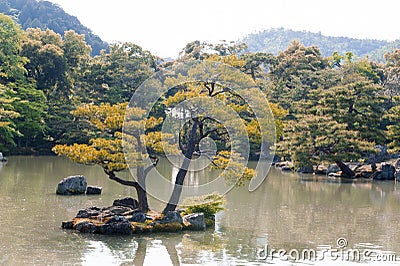 Pinus thunbergii or Japanese black pine growing on an islet Stock Photo