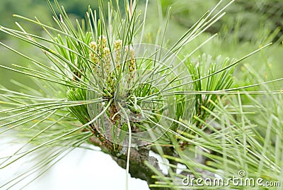 Pinus thunbergii pine tree and garden pond Stock Photo