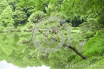 Pinus thunbergii trees, reflection on water pond Stock Photo