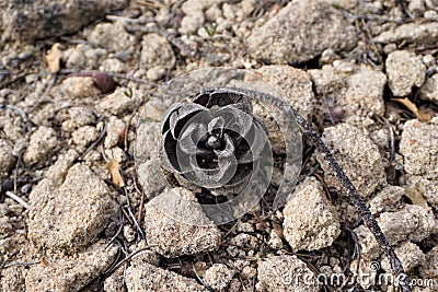 Pinyon pine cone against sandy desert soil Stock Photo