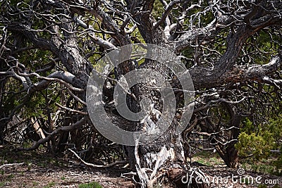 Pinyon Pine Tree Trunk and Branches Stock Photo