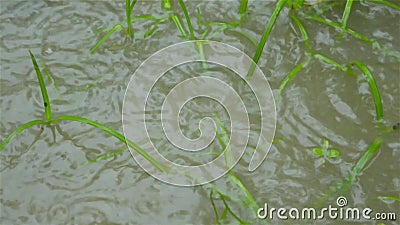 Piogge monsoniche cadute sull'erba verde che germoglia foglie in un'area di sfruttamento idrico Chiudi Pioggia pesante che cade stock footage Piogge monsoniche cadute sull'erba verde che germoglia foglie in un'area di sfruttamento idrico Chiudi Pioggia pesante che cade stock footage