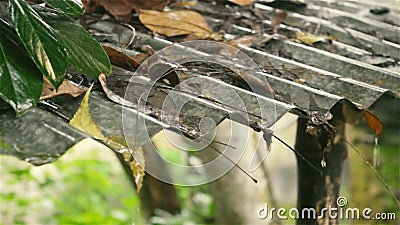 Pioggia che cade dal tetto Le piogge tropicali monsoniche estive cadono dal tetto di stagno in piccoli ruscelli in giardino Giorn stock footage Pioggia che cade dal tetto Le piogge tropicali monsoniche estive cadono dal tetto di stagno in piccoli ruscelli in giardino Giorn stock footage