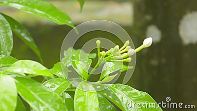 Pioggia che cade su un fiore di gelsomino bianco Riprese di immagini della pioggia monsonica estiva Suono dell'effetto raindrop s video d archivio Pioggia che cade su un fiore di gelsomino bianco Riprese di immagini della pioggia monsonica estiva Suono dell'effetto raindrop s video d archivio