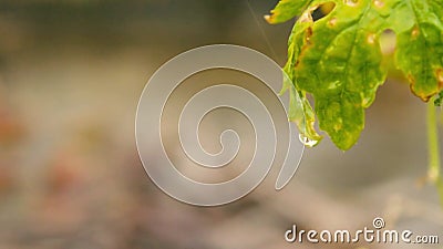 Pioggia sulla foglia Chiudi Acqua goccia di pioggia con foglia verde fresca Riprese di immagini della pioggia monsonica estiva Su archivi video Pioggia sulla foglia Chiudi Acqua goccia di pioggia con foglia verde fresca Riprese di immagini della pioggia monsonica estiva Su archivi video
