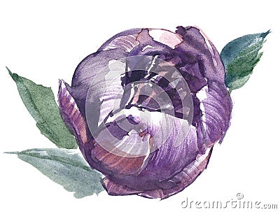 Pion lover. Botanical pion bud. Vintage Lilac art watercolor wedding blossom anemones . Cartoon Illustration