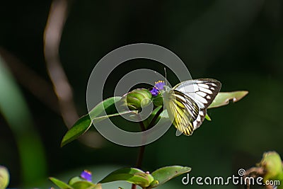 Pioneer or Pioneer White or African Caper White Belenois aurota on Wild Flower Stock Photo