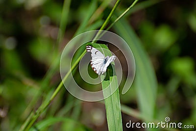 Pioneer or Pioneer White or African Caper White Belenois aurota on Wild Grass Stock Photo