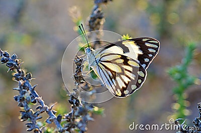 The pioneer white butterfly or Belenois aurota Stock Photo
