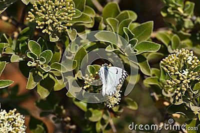 Pioneer White Butterfly On Flower Buds Belenois aurota Stock Photo