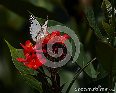 A Pioneer white butterfly Stock Photo