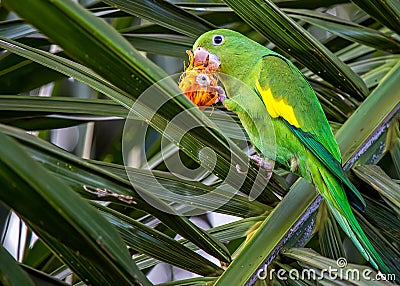 Pionus Maximilian bird, aka Maritaca, eating fruit on a palm tree Stock Photo