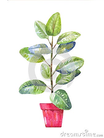 Pipal illustration. Pipal in a pot. Potted pipal in watercolor Vector Illustration