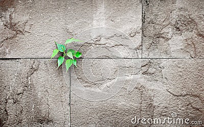 pipal leaf growing through crack in old sand stone wall,survival concept Stock Photo