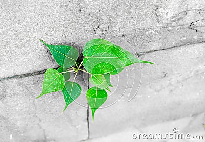 pipal leaf growing through crack in old sand stone wall,survival concept Stock Photo