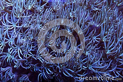 Pipe Organ Coral Stock Photo