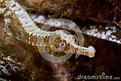 Pipefish Stock Photo