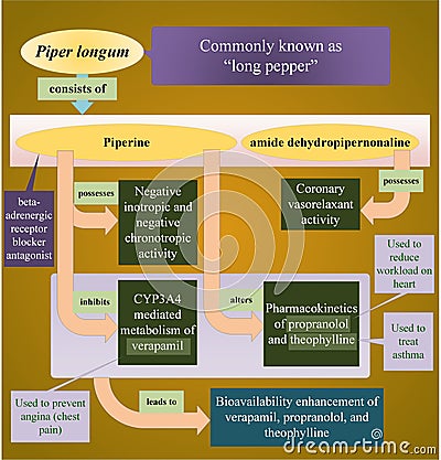 Piper longum and its interactions with some drugs Stock Photo