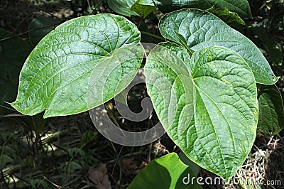 Piper methysticum plant agriculture in Fiji Stock Photo